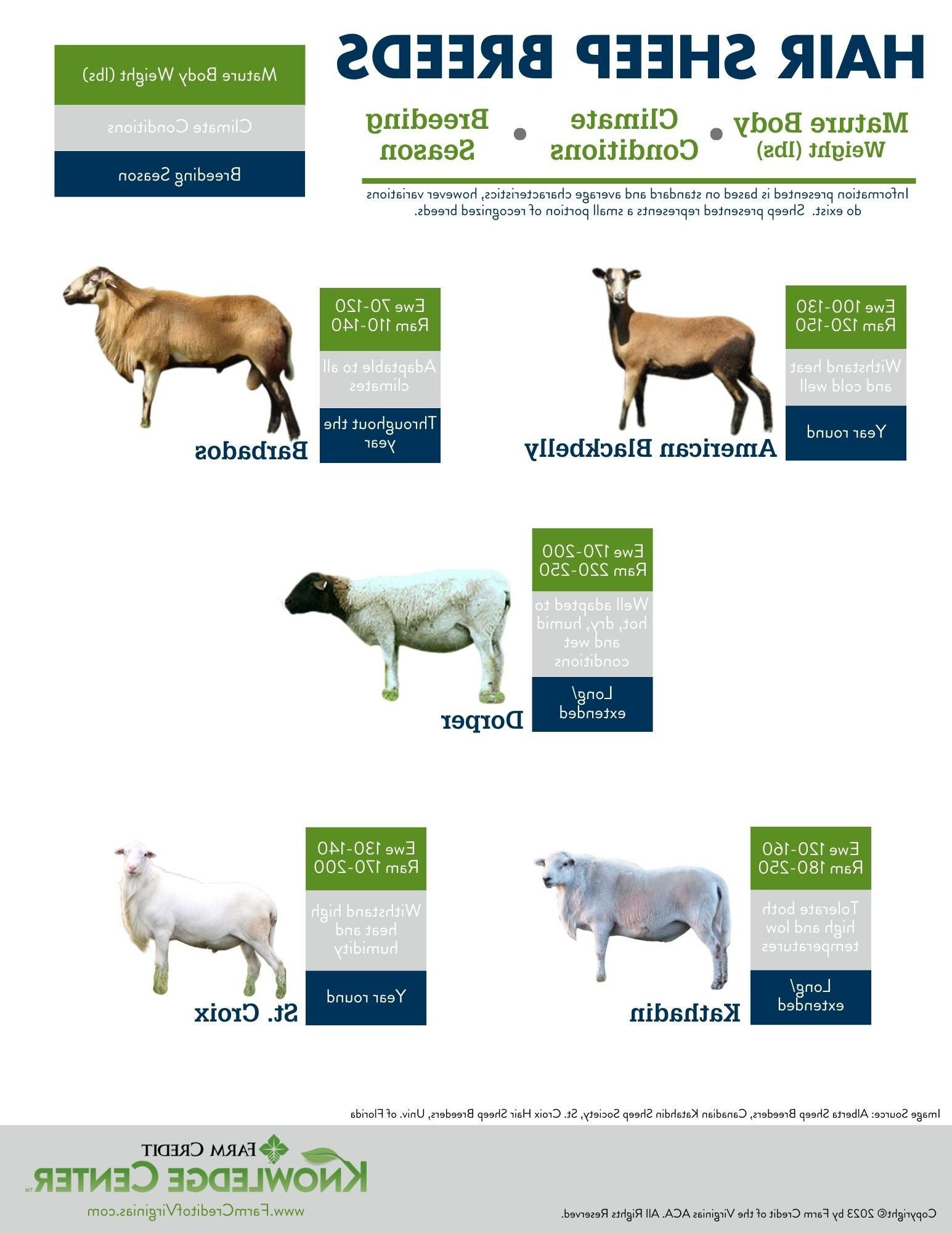 hair sheep breeds infographic